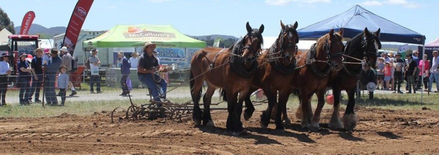 Four in hand Draught Horses