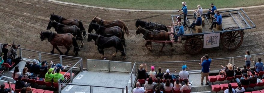 marlie stud sydney horse draught