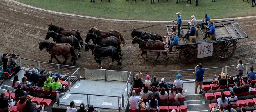 marlie stud sydney horse draught